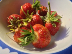 Organic homegrown strawberries